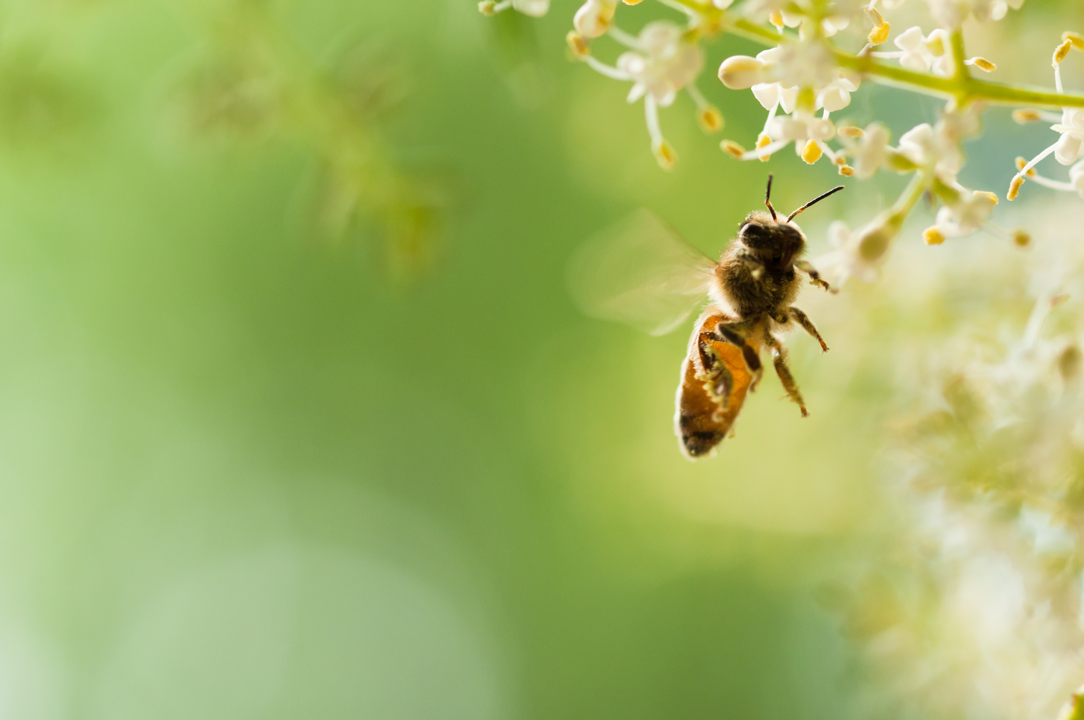 Flying honey bee